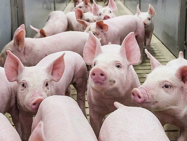 Giá heo hơi hôm nay: Tăng thêm 5.000 đồng/kg Gia heo hoi hom nay: Tang them 5.000 dong/kg