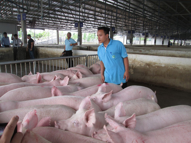 Giá heo hơi hôm nay: Tiếp tục giảm 2.000 đồng/kg Gia heo hoi hom nay: Tiep tuc giam 2.000 dong/kg