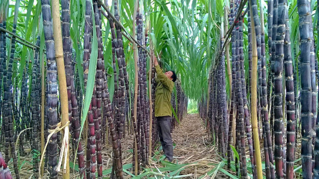Vua chia co tuc khung 200%, Mia duong Son La bao lai sut giam