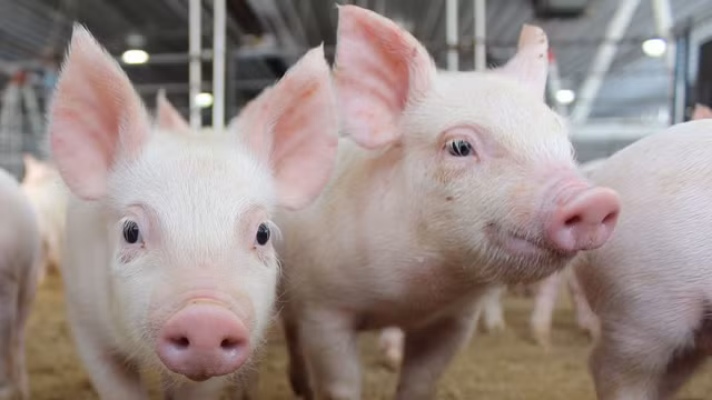 Gia heo hoi hom nay: Co noi giam 2.000 dong/kg, gia cao nhat dat 78.000 dong/kg