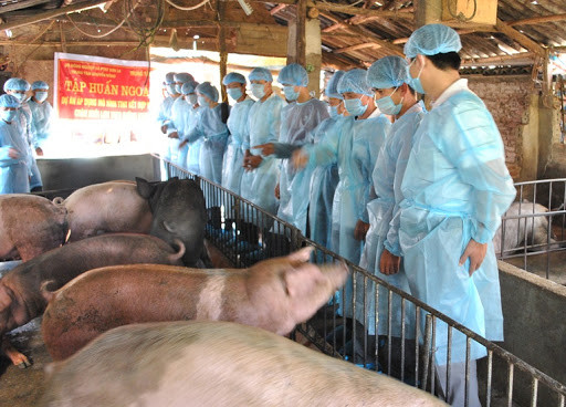 Giá heo hơi hôm nay: Tăng nhẹ ở một số địa phương Gia heo hoi hom nay: Tang nhe o mot so dia phuong
