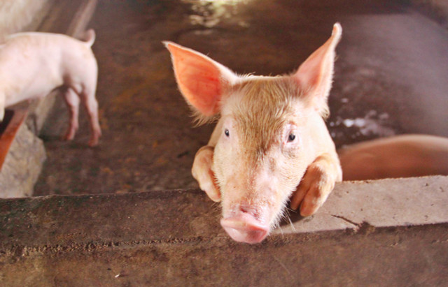 Giá heo hơi hôm nay: Giảm từ 1.000 - 2.000 đồng/kg - Hình 3 Gia heo hoi hom nay: Giam tu 1.000 - 2.000 dong/kg-Hinh-3