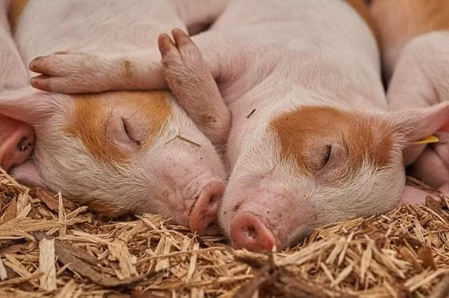 Gia heo hoi hom nay 28/10: Tang manh tu 1.000-6.000 dong/kg