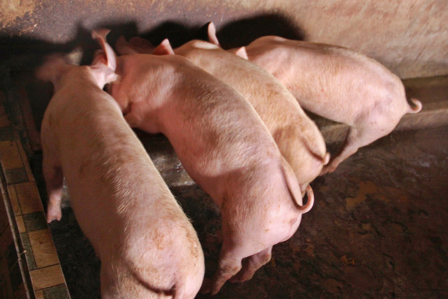 Giá heo hơi hôm nay: Giảm nhẹ một vài nơi, cao nhất chỉ còn 52.000 đ/kg Gia heo hoi hom nay: Giam nhe mot vai noi, cao nhat chi con 52.000 d/kg