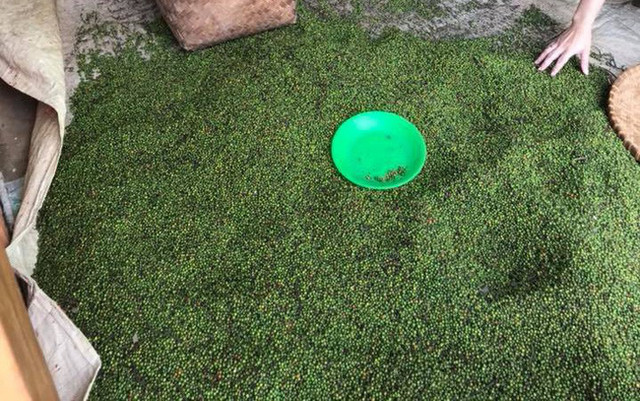 Giá cà phê hôm nay 22/12 tiếp tục giảm mạnh Gia ca phe hom nay 22/12 tiep tuc giam manh