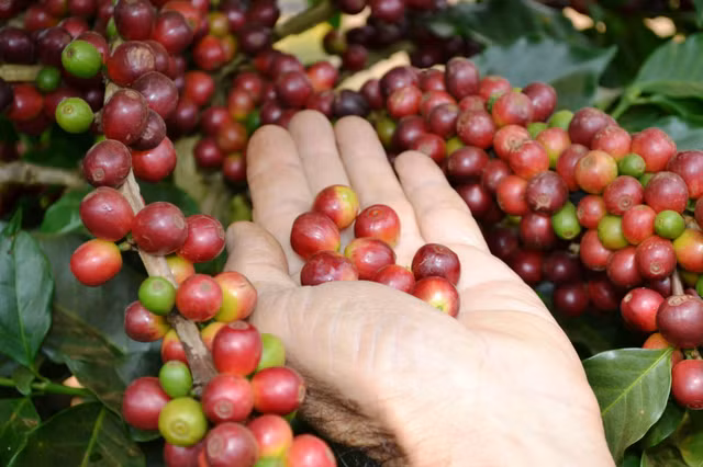 Gia nguyen lieu hom nay 6/11: Ca phe, tieu dong loat giam manh