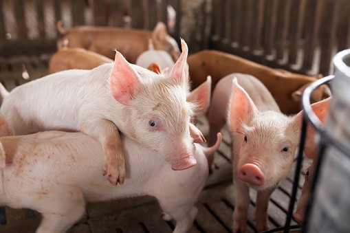 Giá heo hơi hôm nay: Duy trì đà tăng, mức cao nhất đạt 58.000 đồng/kg Gia heo hoi hom nay: Duy tri da tang, muc cao nhat dat 58.000 dong/kg