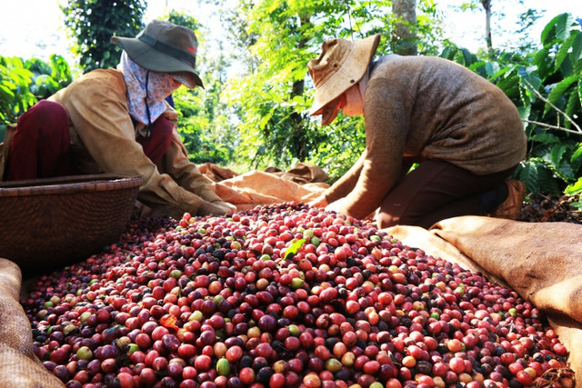 Giá cà phê và tiêu hôm nay 6/1 đồng loạt giảm Gia ca phe va tieu hom nay 6/1 dong loat giam