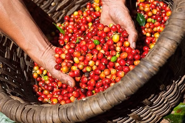 Gia tieu hom nay mat moc 60.000 dong/kg