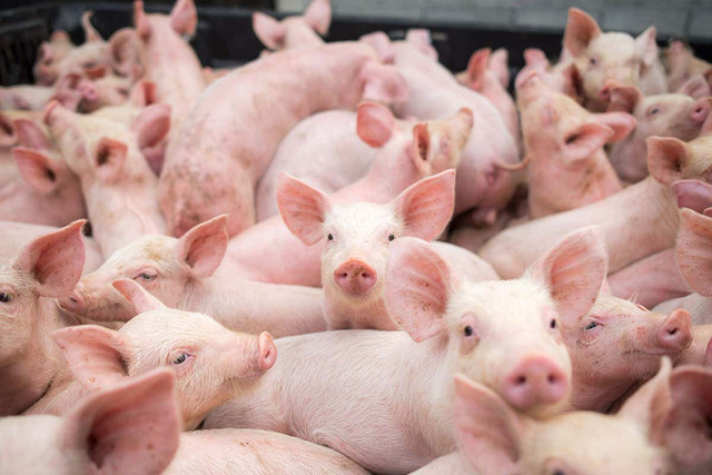 Giá heo hơi hôm nay: Có nơi giảm tới 6.000 đồng/kg Gia heo hoi hom nay: Co noi giam toi 6.000 dong/kg