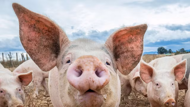 Gia heo hoi hom nay: Tiep tuc tang manh tren dien rong