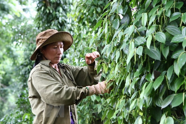 Giá tiêu hôm nay cao nhất 57.000 đồng/kg Gia tieu hom nay cao nhat 57.000 dong/kg