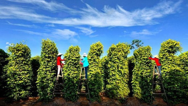 Giá tiêu hôm nay duy trì xu hướng tăng, giá cà phê chững lại Gia tieu hom nay duy tri xu huong tang, gia ca phe chung lai