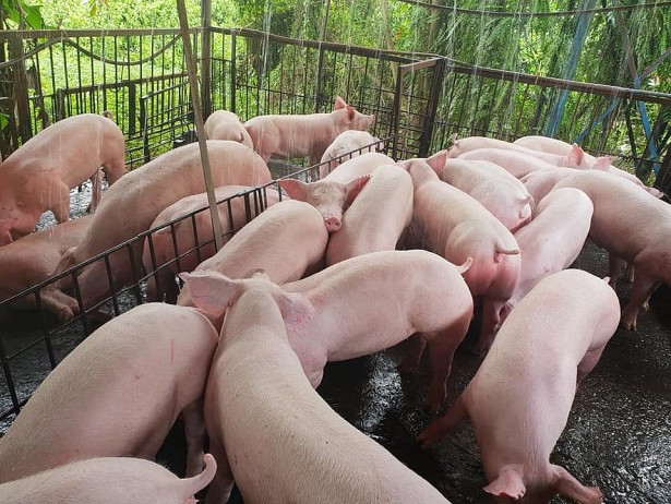 Giá heo hơi hôm nay giảm tới 10.000 đồng/kg Gia heo hoi hom nay giam toi 10.000 dong/kg