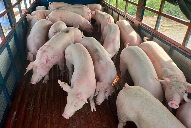 Giá heo hơi hôm nay giảm trên diện rộng Gia heo hoi hom nay giam tren dien rong