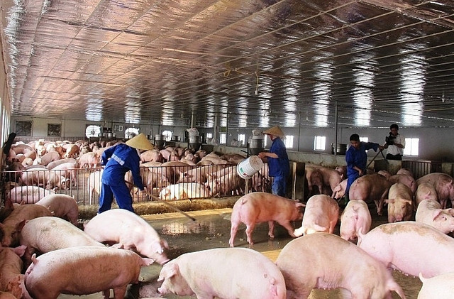 Giá heo hơi hôm nay: Tăng nhẹ ở một số tỉnh phía Nam Gia heo hoi hom nay: Tang nhe o mot so tinh phia Nam