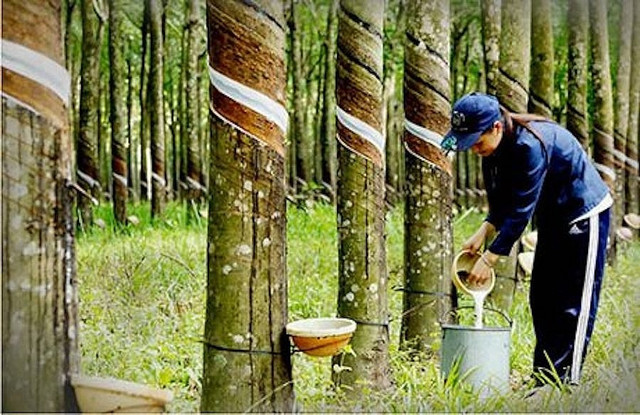 Cao su Phước Hoà sắp chi hơn 400 tỷ đồng trả cổ tức Cao su Phuoc Hoa sap chi hon 400 ty dong tra co tuc