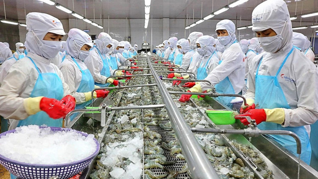 'Vua tôm' Minh Phú hào phóng chi 300 tỷ cổ tức dù thua lỗ 'Vua tom' Minh Phu hao phong chi 300 ty co tuc du thua lo