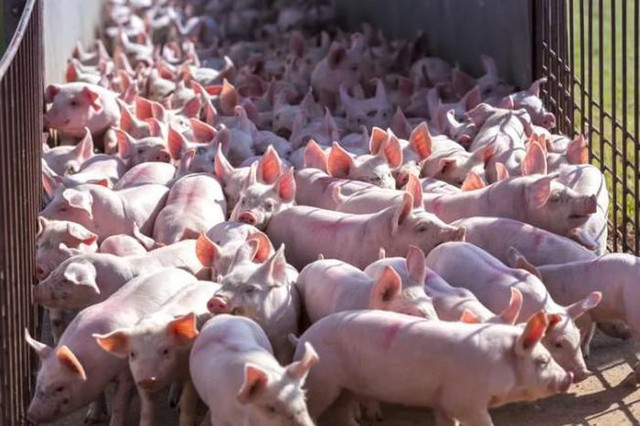 Giá heo hơi hôm nay: Tăng thêm 1.000-3.000 đồng/kg Gia heo hoi hom nay: Tang them 1.000-3.000 dong/kg