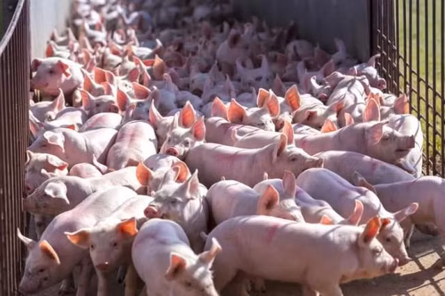 Gia heo hoi hom nay duoc thu mua trong khoang 51.000 - 54.000 dong/kg