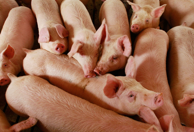 Gia heo hoi ngay 7/12: Bien dong nhe, thap nhat con 65.000 dong/kg