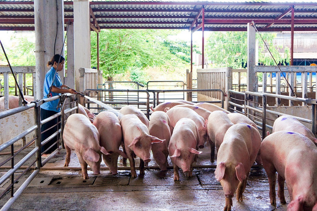 Giá heo hơi hôm nay 18/12: Giảm mạnh tới 3.000 đồng/kg Gia heo hoi hom nay 18/12: Giam manh toi 3.000 dong/kg