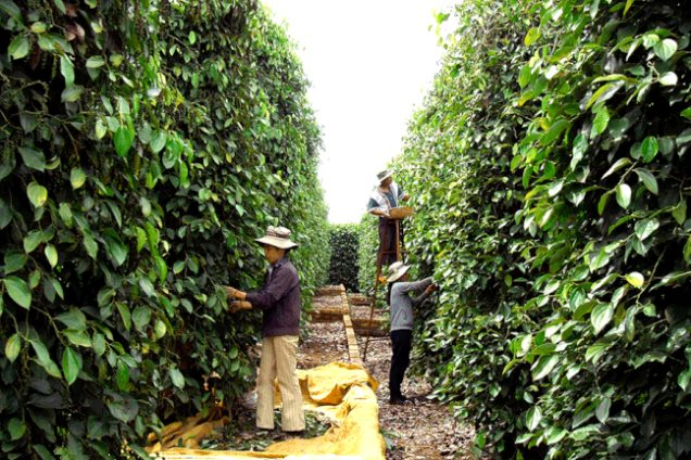 Giá tiêu hôm nay 15/4: Duy trì đà giảm Gia tieu hom nay 15/4: Duy tri da giam