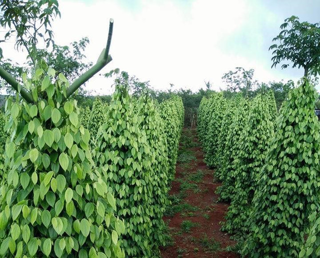 Giá tiêu hôm nay: Hy vọng khởi sắc trở lại nhờ hoạt động xuất khẩu Gia tieu hom nay: Hy vong khoi sac tro lai nho hoat dong xuat khau