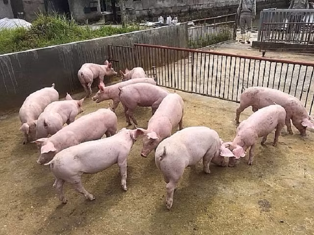 Gia heo hoi giam ngay phien dau tuan