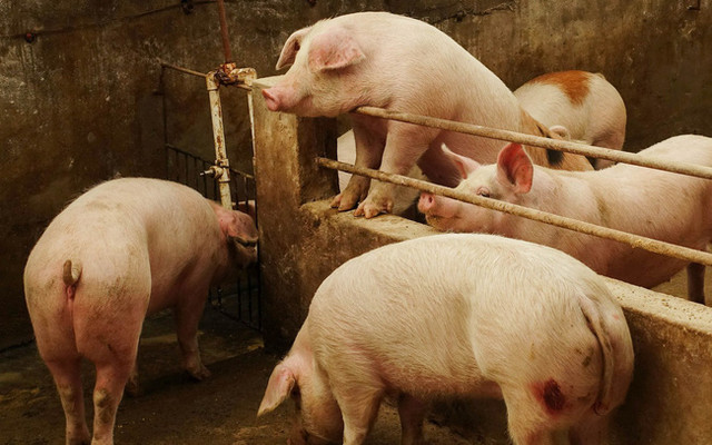 Giá heo hơi hôm nay: Tăng 3.000 đồng/kg, mức cao nhất vẫn là 60.000 đồng/kg Gia heo hoi hom nay: Tang 3.000 dong/kg, muc cao nhat van la 60.000 dong/kg