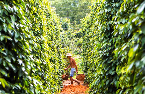 Gia tieu hom nay 8/5: Giao dich o muc 64.000 - 69.000 dong/kg