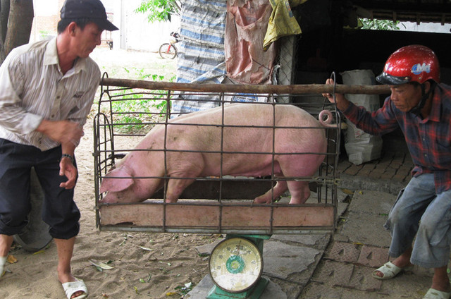 Giá heo hơi hôm nay: Dao động từ 64.000 - 69.000 đồng/kg Gia heo hoi hom nay: Dao dong tu 64.000 - 69.000 dong/kg