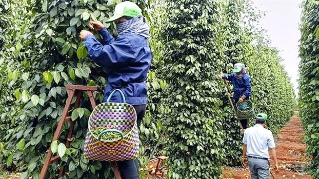 Gia ca phe hom nay cao nhat con 33.900 dong/kg