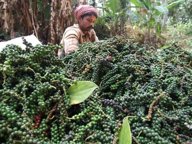 Giá cà phê hôm nay tăng mạnh Gia ca phe hom nay tang manh