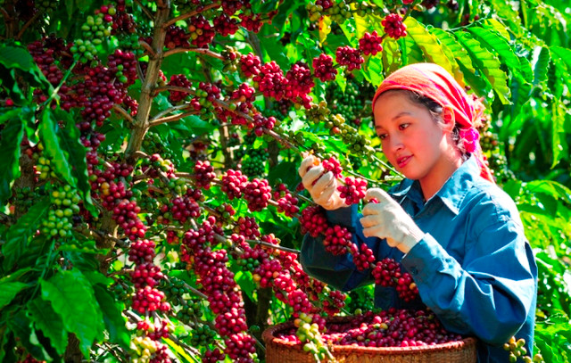 Giá cà phê tăng trở lại, tiêu quay đầu giảm hôm nay Gia ca phe tang tro lai, tieu quay dau giam hom nay