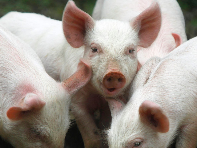 Giá heo hơi hôm nay: Có nơi giảm tới 3.000 đồng/kg Gia heo hoi hom nay: Co noi giam toi 3.000 dong/kg