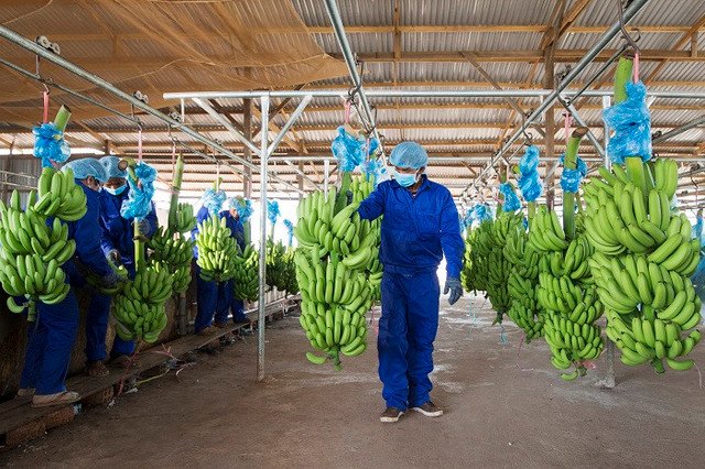 Ganh nang chi phi, HAGL Agrico bao lo them 84 ty dong