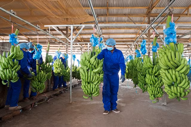 Ganh nang chi phi, HAGL Agrico bao lo them 84 ty dong