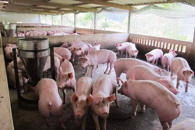 Gia heo hoi hom nay: Giam tu 1.000 - 2.000 dong/kg