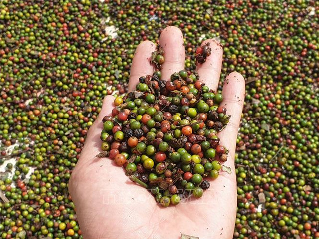 Giá tiêu hôm nay 22/4: Cao nhất 71.000 đồng/kg Gia tieu hom nay 22/4: Cao nhat 71.000 dong/kg