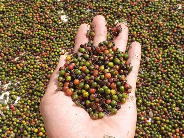 Gia tieu hom nay: Di ngang phien thu 2 lien tiep