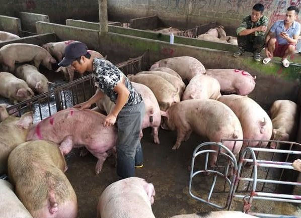 Giá heo hơi hôm nay: Tiếp tục đi ngang tại mức giá 58.000 đồng/kg Gia heo hoi hom nay: Tiep tuc di ngang tai muc gia 58.000 dong/kg
