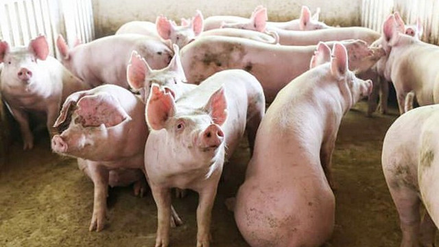 Giá heo hơi hôm nay: Dao động 53.000 - 58.000 đồng/kg Gia heo hoi hom nay: Dao dong 53.000 - 58.000 dong/kg