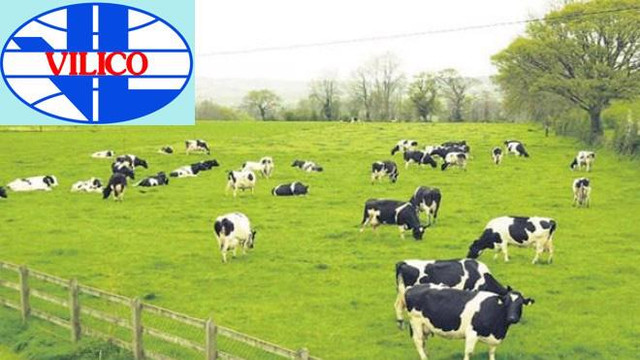 Vilico chấm dứt hoạt động loạt chi nhánh Vilico cham dut hoat dong loat chi nhanh