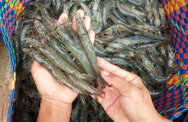 Sao Ta: Doanh số tháng 1 đạt 25,9 triệu USD, tăng 35% Sao Ta: Doanh so thang 1 dat 25,9 trieu USD, tang 35%