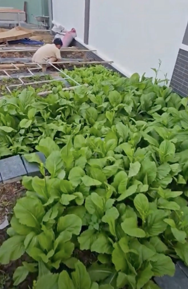 Biệt thự của Lê Dương Bảo Lâm có sân vườn rộng rãi, trồng các loại rau sạch cho gia đình. Ảnh: FBNV