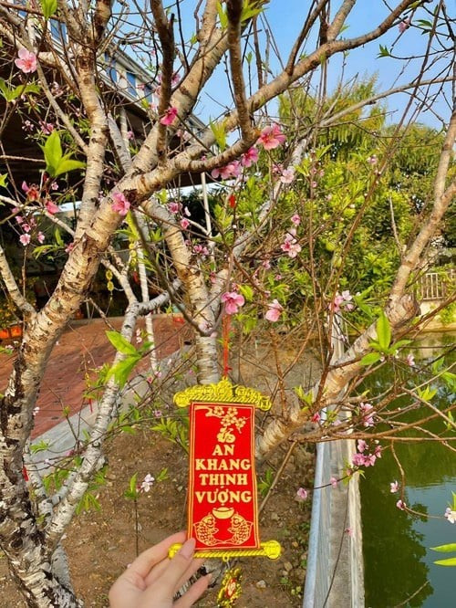 Gốc đào trong vườn nhà Hoa hậu trổ bông đúng dịp Tết. Ảnh: FBNV