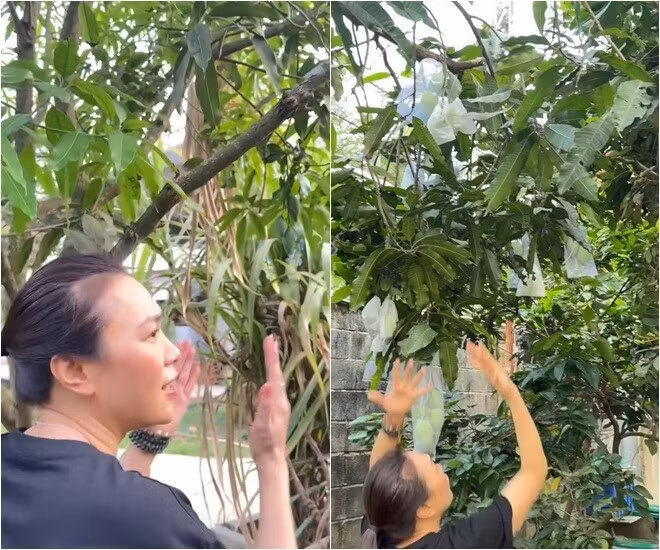 Những chùm xoài sum suê trái, hứa hẹn một mùa bội thu. Ảnh chụp màn hình