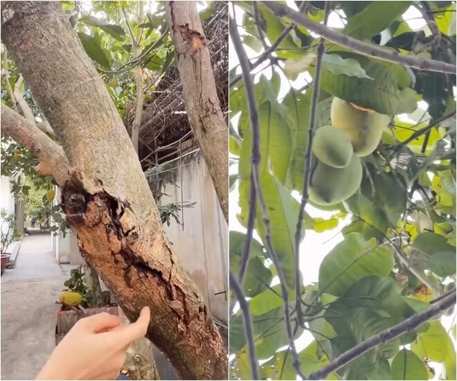 Mỹ Tâm cho biết, cây xoài này bị sâu đục thân, tưởng chết nhưng vẫn phát triển và cho trái. Ảnh chụp màn hình