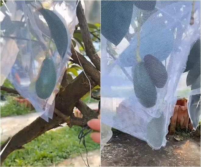 Trước đó, Mỹ Tâm khoe cây bơ trồng khoảng 2 năm đã cho nhiều trái. Ảnh chụp màn hình